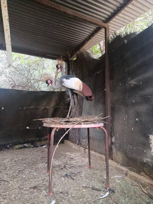 Casa Rural En El Campo Con Animales, Piscina Y Barbacoa Almodóvar del Río Exterior foto
