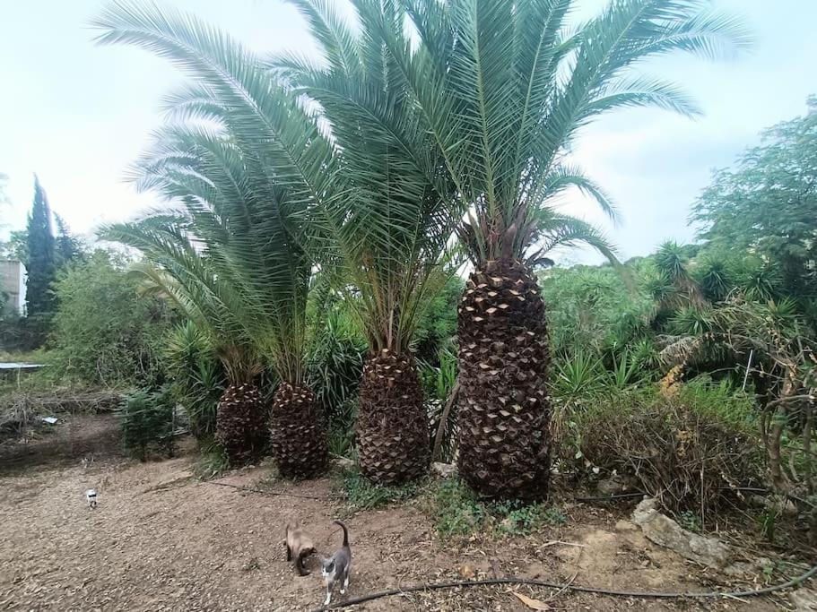 Casa Rural En El Campo Con Animales, Piscina Y Barbacoa Almodóvar del Río Exterior foto